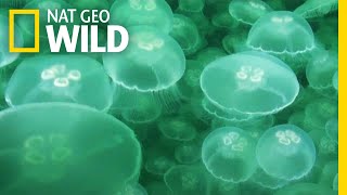 Jellyfish A Success Story  Nat Geo Wild [upl. by Wennerholn]