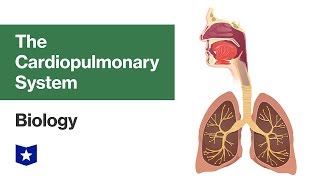 The Cardiopulmonary System  Biology [upl. by Haleehs]