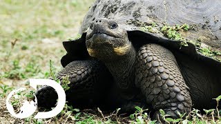 The Biggest Tortoise In the World  Big Pacific [upl. by Eachern696]