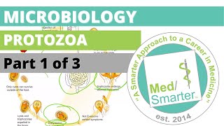 Protozoa  Microbiology  USMLE STEP 1  Part 1 of 3 [upl. by Goulden]