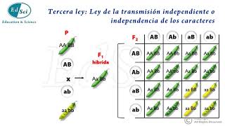 Genética Mendeliana Leyes de Mendel 😃💡💯 [upl. by Silevi]