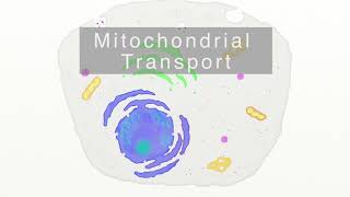 How do Mitochondria Recieve Proteins Mitochondrial Protein Transport [upl. by Martie214]