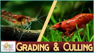 Grading and Culling Cherry Shrimp Improving Your Colony [upl. by Rafaelita]