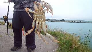 Crab Snaring Bodega Bay [upl. by Patience112]