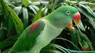 Alexandrine Parrot Natural Voice [upl. by Lordan]