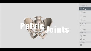 Joints Of Pelvis  Anatomy [upl. by Chauncey233]