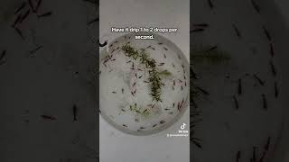 How to acclimate shrimps [upl. by Enileuqcaj]