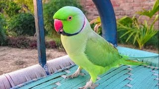 My Talking Indian Ringneck Parrot [upl. by Coleman]