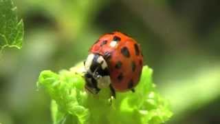 Linvasion des coccinelles asiatiques un danger [upl. by Hooke]