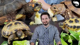 Why Tortoises Are The Best Pet Reptiles [upl. by Damalas736]