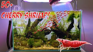 Creating a Shrimp ARMY [upl. by Suirauqram]