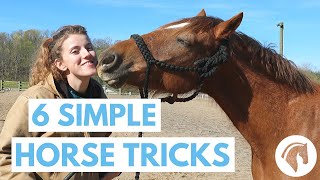 How to Teach Your Horse Tricks 6 Simple Tricks [upl. by Jd]