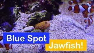 🐟 How to care for a Blue Spotted Jawfish Species Spotlight [upl. by Earaj]