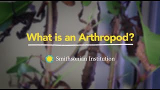 What is an Arthropod [upl. by Polky157]