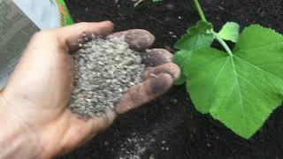 How to Apply Organic Fertilizer to Vegetables [upl. by Kubis]