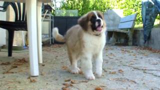 Un saintbernard de 3 mois [upl. by Alburg]