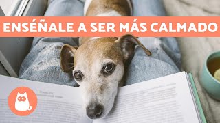 ¿Cómo tener un PERRO TRANQUILO ✅ 5 Consejos Efectivos y Fáciles [upl. by Sheppard]