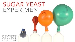 Sugar Yeast Experiment  Sick Science 229 [upl. by Birkner195]