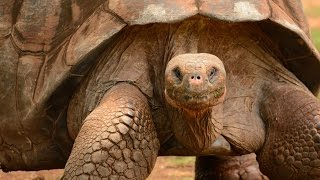 World’s BIGGEST TORTOISE The Giant Galapagos Tortoise 5 fascinating facts [upl. by Alicul]