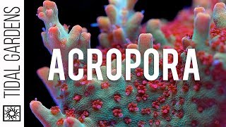 Acropora Coral Care Tips [upl. by Milla529]