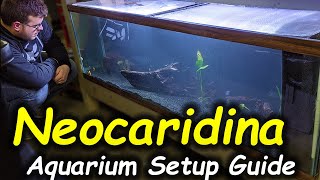 How to Setup an Aquarium for Cherry Shrimp Beginner Shrimp Keeping [upl. by Corb]