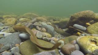 Lamprey on the Sandy River [upl. by Tomasine240]