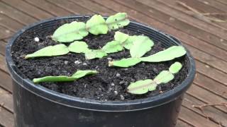 How to Propagate Christmas Cactus Cuttings Epiphyllum or Zygocactus [upl. by Zosi]