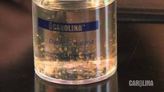 How to Care for Daphnia [upl. by Ydarb]