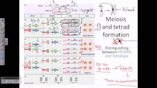 Tetrad analysis introduction [upl. by Asetal]