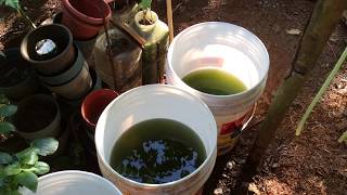 How to grow Green Water Algae [upl. by Stover]