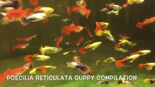 Poecilia reticulata compilation [upl. by Summers681]