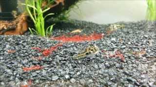 Zwergkugelfisch Lebendfütterung ● Dwarf Puffer live feeding [upl. by Iny]