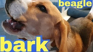 Cute Beagle Barks [upl. by Vanessa381]