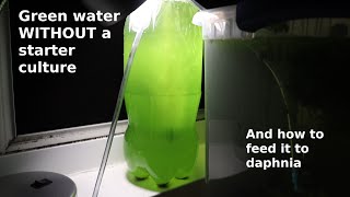 Green Water WITHOUT a Starter Culture  From Scratch  How To [upl. by Leikeze]