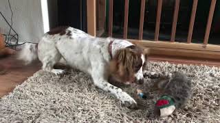 Springer Spaniel with Dominant Aggression [upl. by Sudbury340]