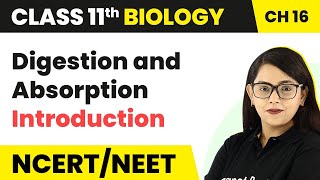 Digestion and Absorption  Introduction  Class 11 Biology [upl. by Hsiekal336]