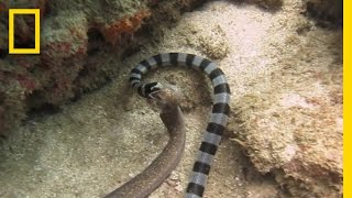 Sunbeam Snake a Rainbow Snake with Rainbow Colors 🇹🇭Thailand VLOG  ThaiPulseCom [upl. by Barnett]