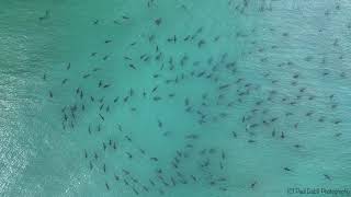 Hundreds of blacktip sharks spotted swimming near Florida beach [upl. by Zitah200]