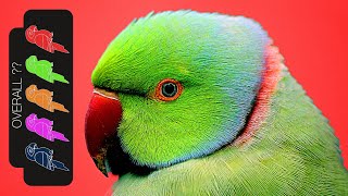 Indian Ringneck Parakeet The Best Pet Parrot [upl. by Annail]