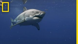 Great White Sharks of Guadalupe Island  Most Wanted Sharks [upl. by Anelim534]