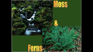 Moss and Ferns [upl. by Annawd]