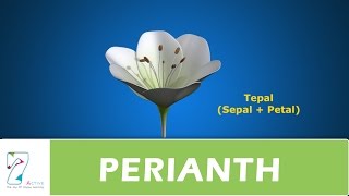 PERIANTH [upl. by Asenav227]