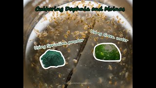 How To Culture Daphnia and Moinas using Green Water Spirulina powder [upl. by Rekoob506]