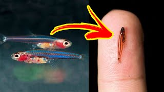 The SMALLEST FISHES In The World 🐟🔍 [upl. by Kaile]