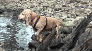 cocker spaniel barking [upl. by Dalli]