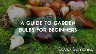 A guide to garden bulbs for beginners [upl. by Anenahs]