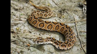 Russells Viper  One Of The Most Venomous Snakes Of The World [upl. by Pius]