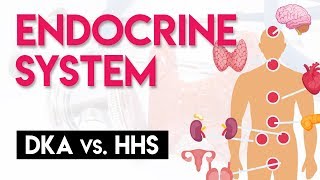 DKA vs HHS  Endocrine System Part 4 [upl. by Aihsoek]