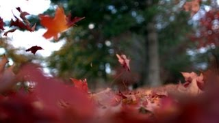 Free Slow Motion Footage Leaves Falling to Ground [upl. by Epoh]