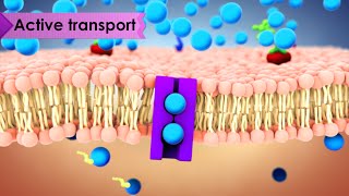 Biology Cell Transport [upl. by Ssilb564]